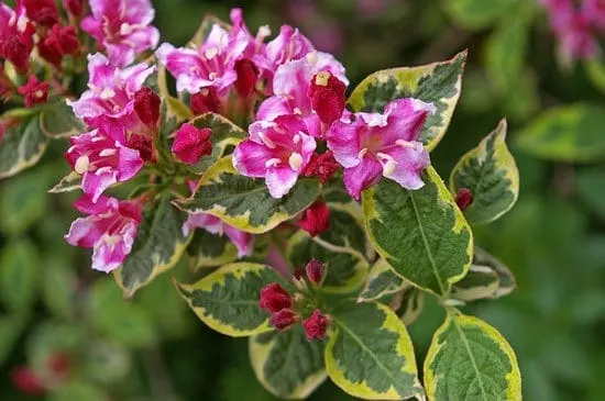 Weigela Weigela - Flowers That Start With W
