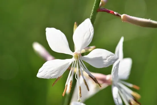 Whirling Butterfly Gaura Lindheimeri - Flowers That Start With W