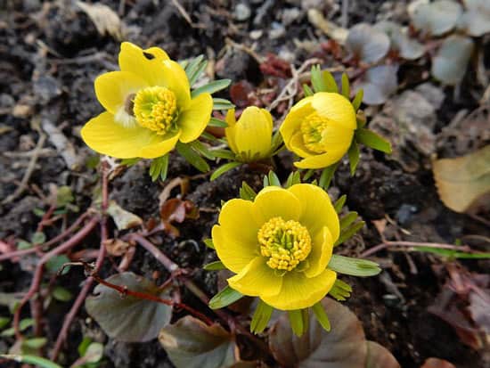 Winter Aconite Eranthis - Flowers That Start With W