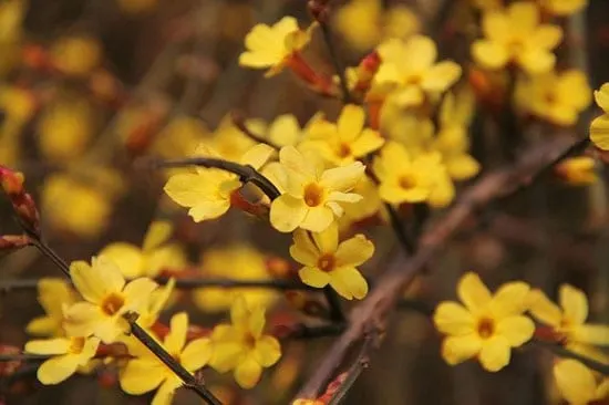 Winter Jasmine Jasminum Nudiflorum Winter Jasmine Jasminum Nudiflorum - Flowers That Start With W