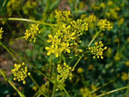 Woad Isatis Tinctoria - Flowers That Start With W