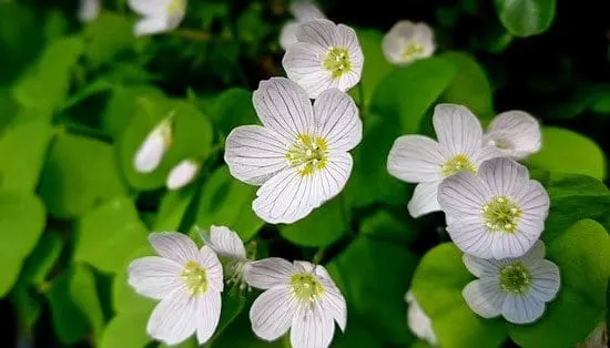 Wood Sorrel Oxalis - Flowers That Start With W