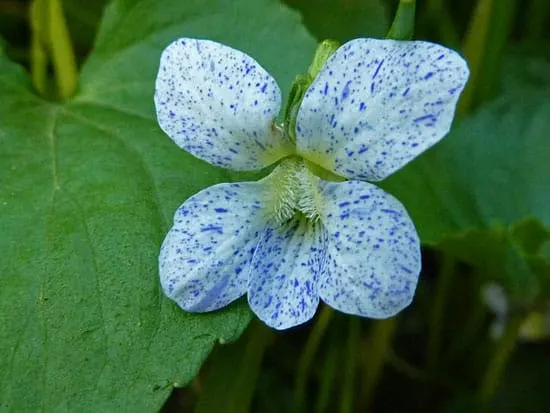 Woolly Violet Common Blue Violet Viola Sororia - Flowers That Start With W