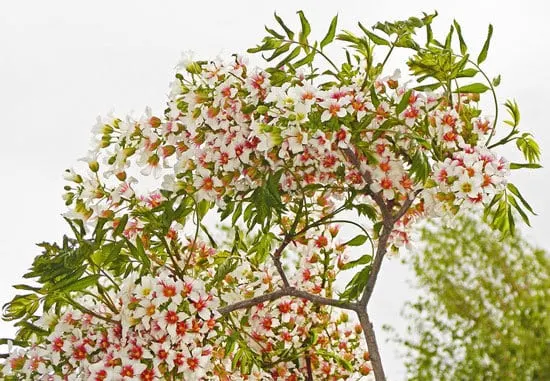 Xanthoceras Sorbifolium - Flowers that Start With X