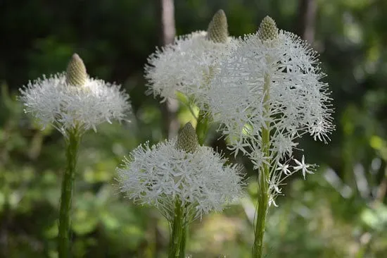 Xerophyllum Bear Grass Indian Basket Grass Xerophyllum Bear Grass Indian Basket Grass - Flowers that Start With X