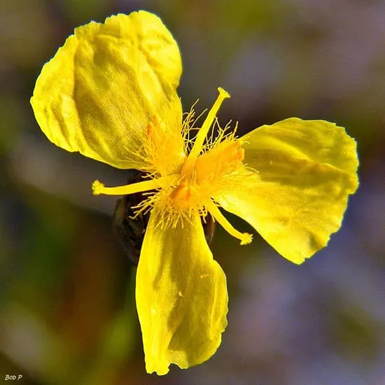 Xyris Difformis Yellow Eyed Grass - Flowers that Start With X