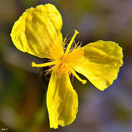 Xyris Difformis Yellow Eyed Grass 1 Xyris Difformis Yellow Eyed Grass - Flowers that Start With X