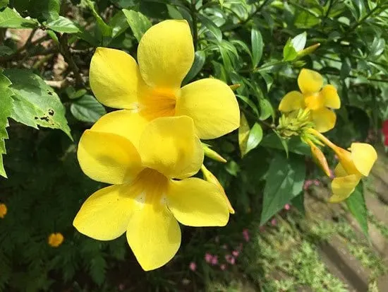 Yellow Bell Golden Trumpet Allamanda Cathartica - flowers that start with Y