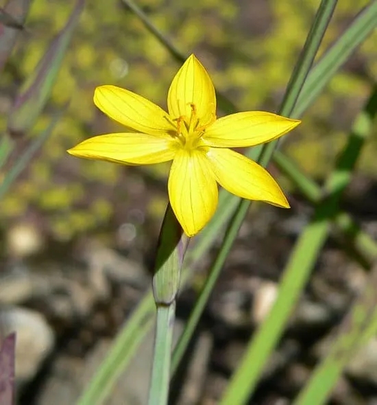 Yellow Eyed Grass Sisyrinchium Californicum - flowers that start with Y