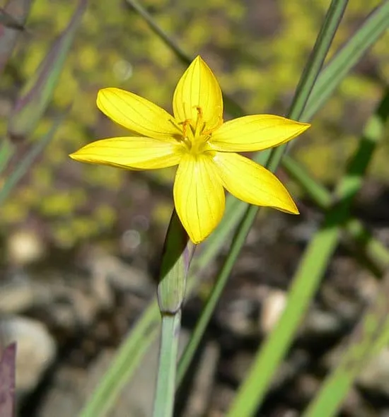 Yellow Eyed Grass Sisyrinchium Californicum 1 Yellow Eyed Grass Sisyrinchium Californicum - flowers that start with Y