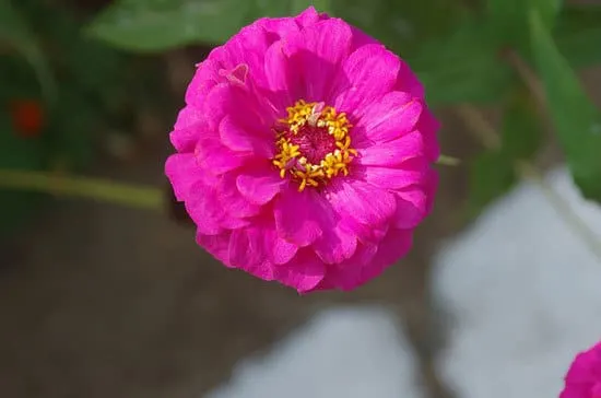 Zinnia Elegans Zinnia Elegans - Flowers That Start With Z