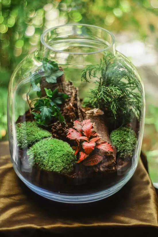 glass container for growing moss glass container for growing moss - How to Grow Moss Indoors