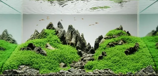 moss indoor decoration moss indoor decoration - How to Grow Moss Indoors