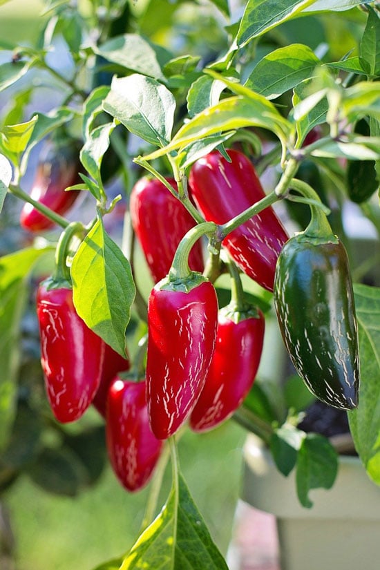 red jalapeno peppers - When To Pick Jalapenos