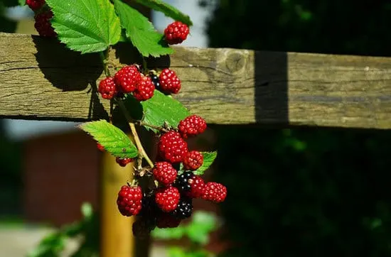 12 of the Climbing Fruit Plants Blackberries 12 of the Climbing Fruit Plants Blackberries