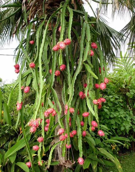 12 of the Climbing Fruit Plants Dragon Fruits