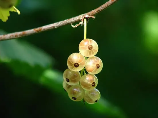 12 of the Climbing Fruit Plants Gooseberries