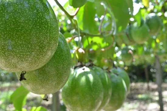 12 of the Climbing Fruit Plants Passion fruit