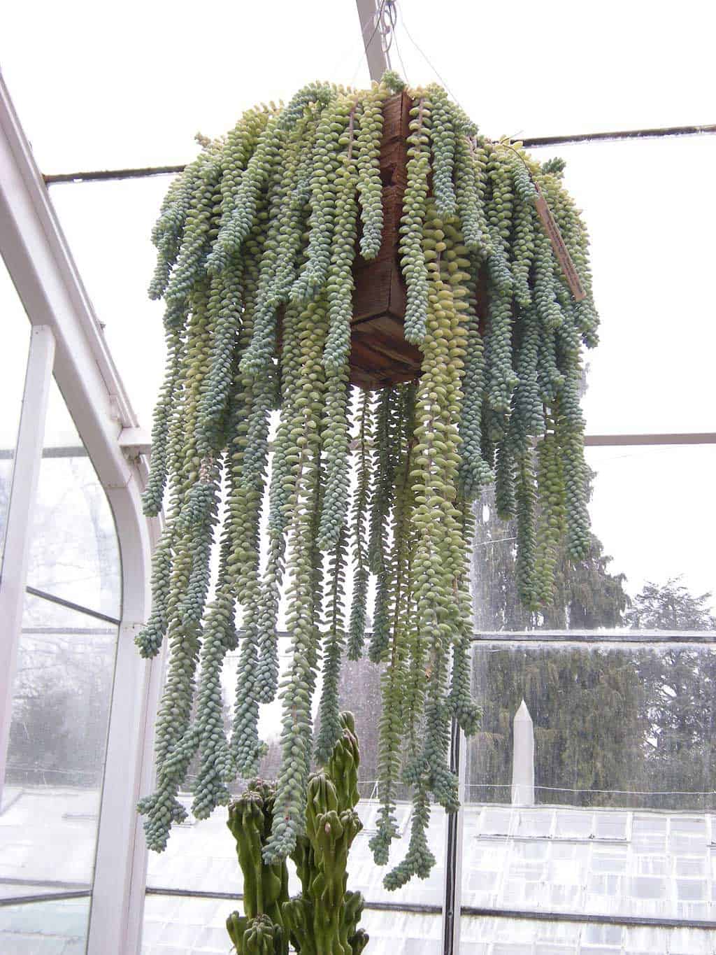 Amazing Indoor Hanging Plants Burro Tail Sedum Morganianum