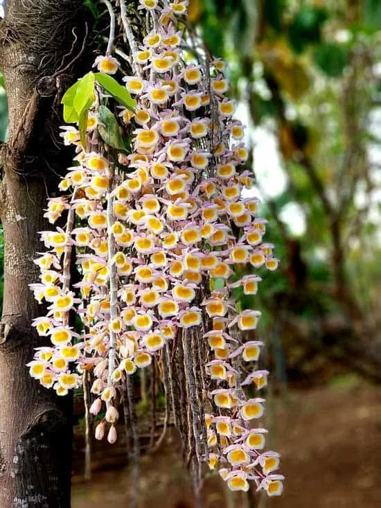 Amazing Indoor Hanging Plants Orchid