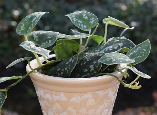 Amazing Indoor Hanging Plants Philodendron