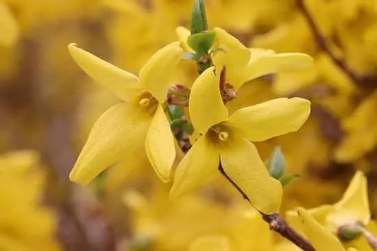Bright and Beautiful Yellow Flowering Shrubs Forsythia x Intermedia Bright and Beautiful Yellow Flowering Shrubs Forsythia x Intermedia