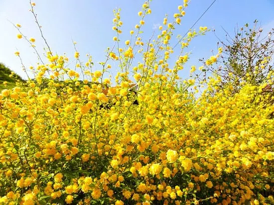 Bright and Beautiful Yellow Flowering Shrubs Japanese Rose Kerria Japonica