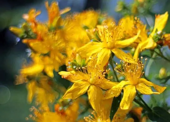 Bright and Beautiful Yellow Flowering Shrubs St John Wort Hypericum Perforatum
