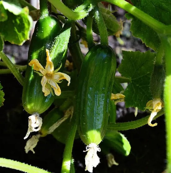 Climbing Vegetables Easy to Grow and Harvest Cucumbers Climbing Vegetables Easy to Grow and Harvest Cucumbers