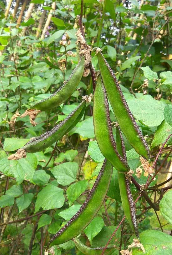 Climbing Vegetables Easy to Grow and Harvest Lablab Beans Climbing Vegetables Easy to Grow and Harvest Lablab Beans