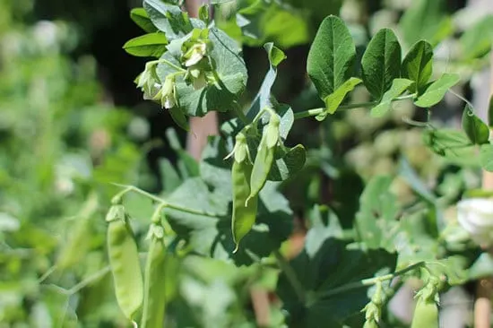 Climbing Vegetables Easy to Grow and Harvest Peas