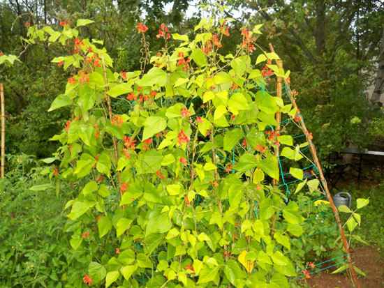 Climbing Vegetables Easy to Grow and Harvest Pole Beans Climbing Vegetables Easy to Grow and Harvest Pole Beans