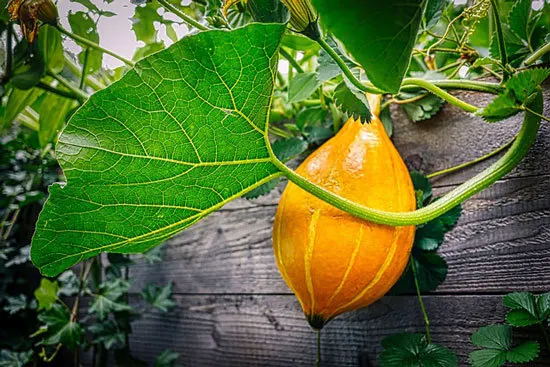 Climbing Vegetables Easy to Grow and Harvest Pumpkin Climbing Vegetables Easy to Grow and Harvest Pumpkin