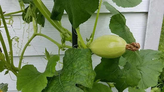 Climbing Vegetables Easy to Grow and Harvest Squash Climbing Vegetables Easy to Grow and Harvest Squash