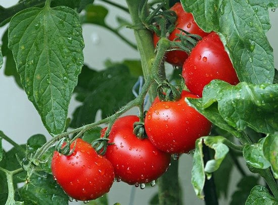 Climbing Vegetables Easy to Grow and Harvest Tomatoes