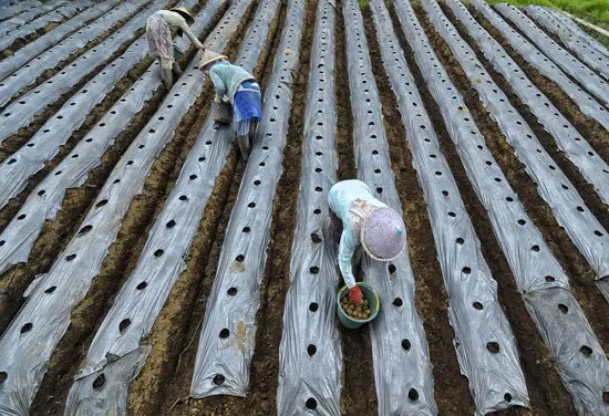 How Many Potatoes per Plant Farmer Plant Potato