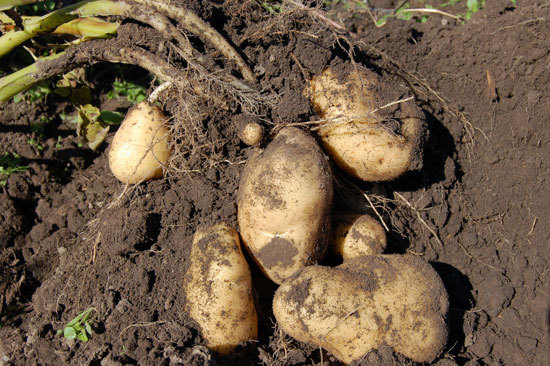 How Many Potatoes per Plant