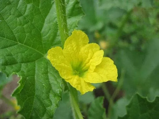 How To Grow Cantaloupe In Container Cantaloupe Flower