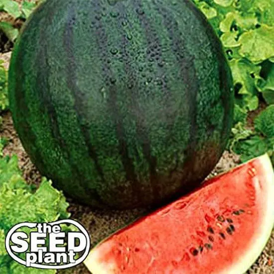 Sugar Baby Watermelon Seeds - How To Grow Watermelons In Container