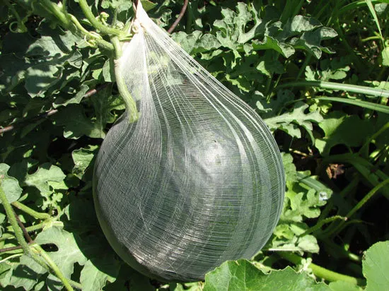 Pantyhose Watermelon - How To Grow Watermelons In Container