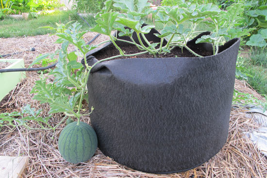 How To Grow Watermelons In Container
