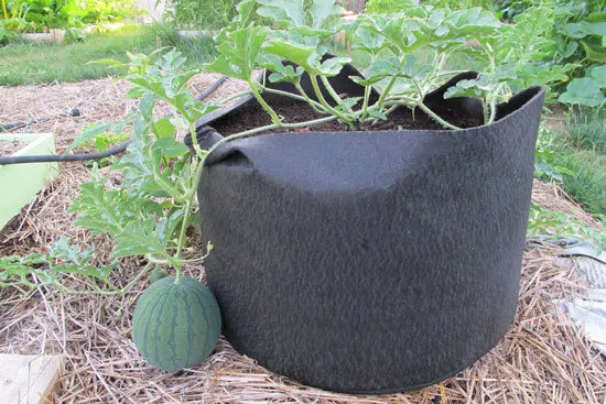 How To Grow Watermelons In Container