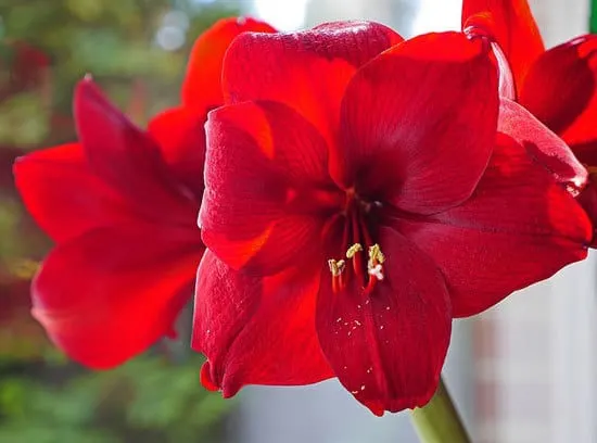 Most Beautiful Red Perennials Amaryllis