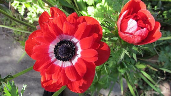 Most Beautiful Red Perennials Anemone