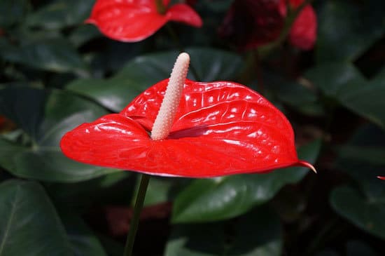 Most Beautiful Red Perennials Anthurium