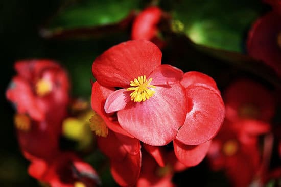 Most Beautiful Red Perennials Begonia