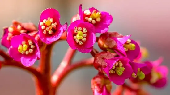 Most Beautiful Red Perennials Bergenia