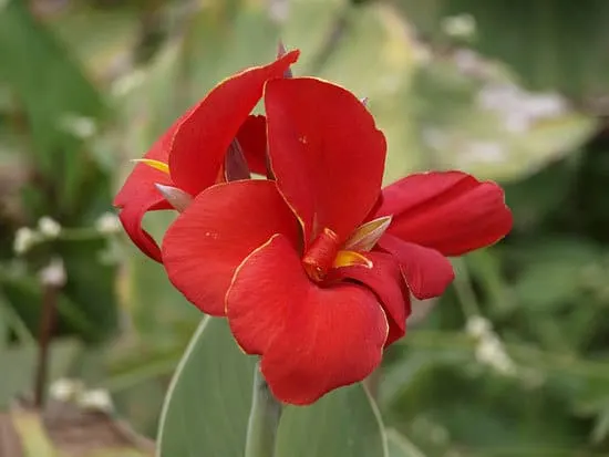 Most Beautiful Red Perennials Canna Most Beautiful Red Perennials Canna