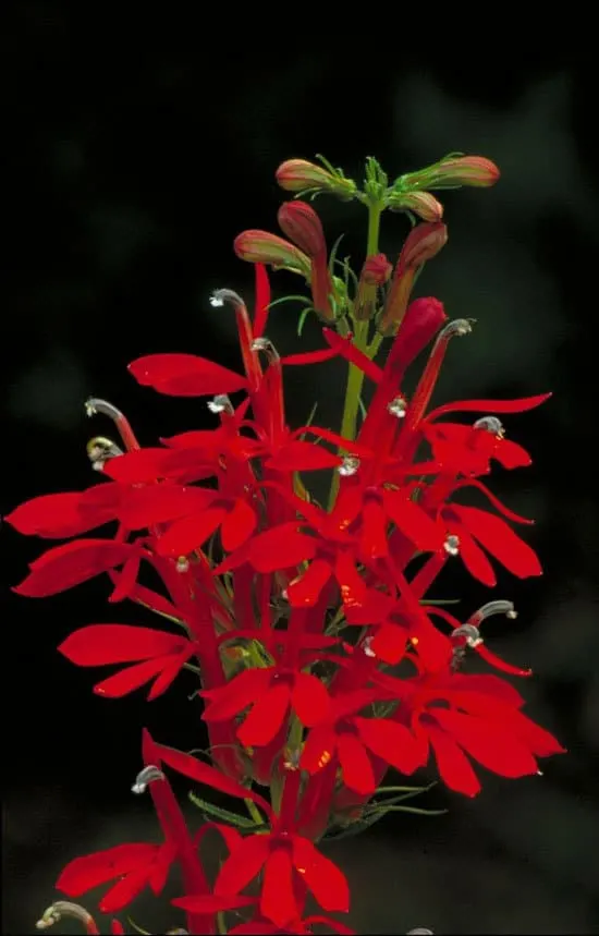 Most Beautiful Red Perennials Cardinal Flower Most Beautiful Red Perennials Cardinal Flower