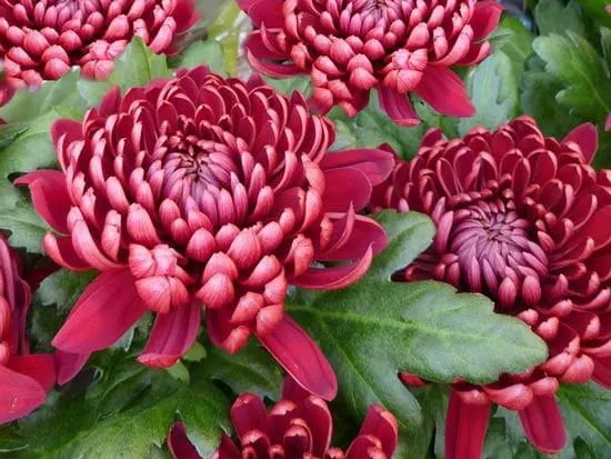 Most Beautiful Red Perennials Chrysanthemum Most Beautiful Red Perennials Chrysanthemum